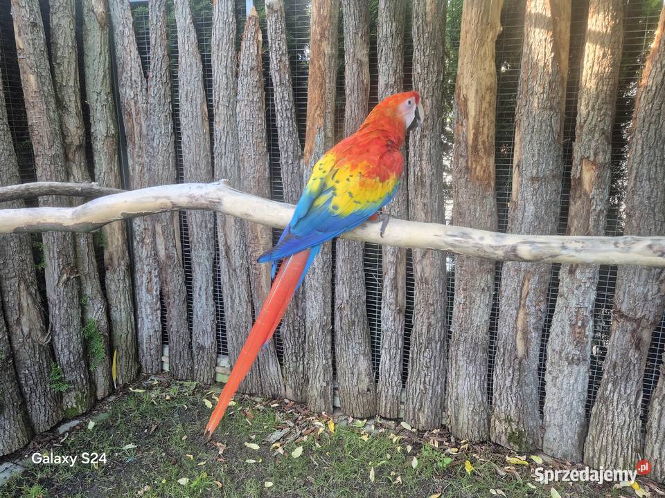 Ara Macao wielkopolskie Rakoniewice