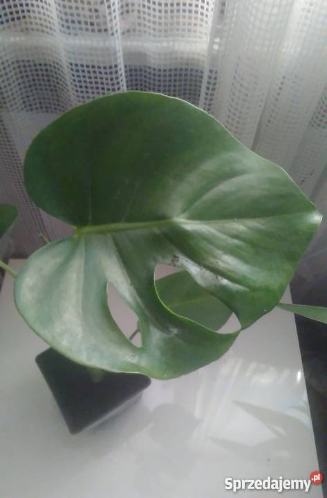 Kwiaty doniczkowe Monstera wonna inny kolor Warszawa