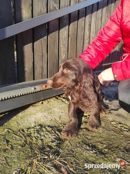 Cocker spaniel czekoladowa suczka Bukowno