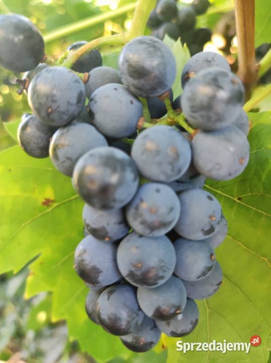 Winogrona na wino i soki sadzonki winorośli Toruń