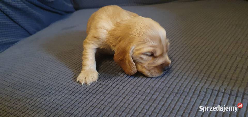 Cocker Spaniel Angielski suczka Radom sprzedam