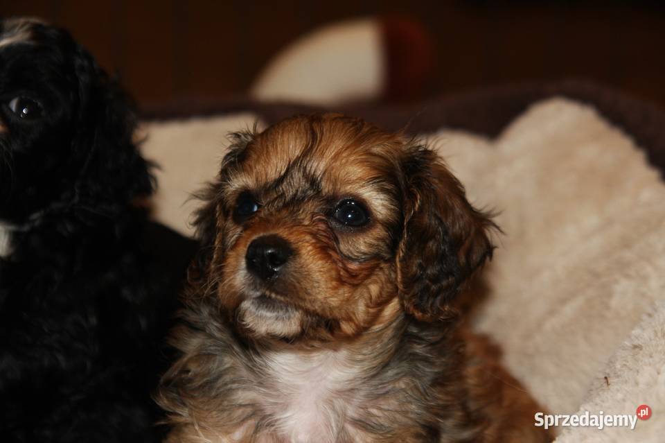 cavapoo cavoodle suczka brązowa lubelskie Lublin