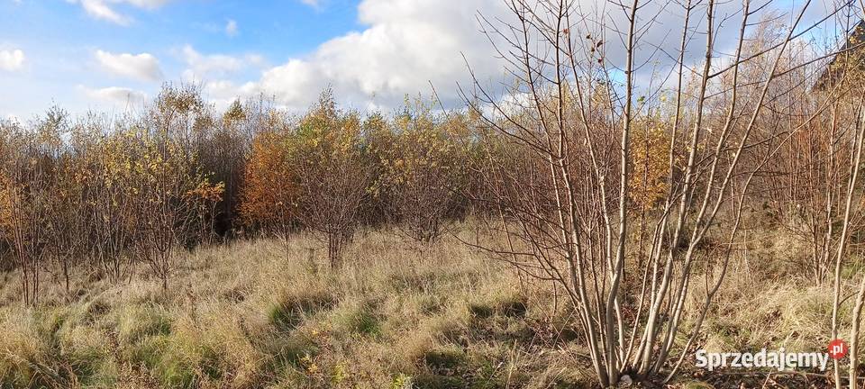 3 działki z MPZP w Wychowie k Luzina Sychowo