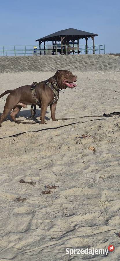 Krycie reproduktor rasy American Bully Standard Krycie i reprodukcja podkarpackie Mielec usługi dla zwierząt