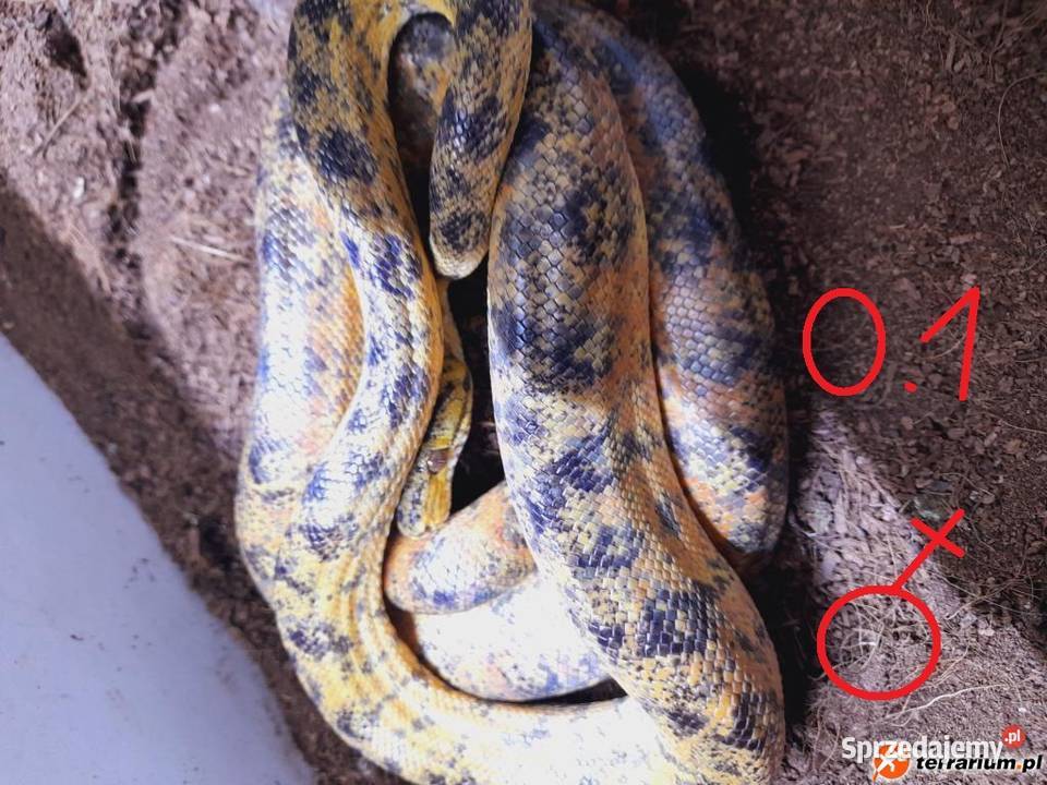 Boa leśne 12 corallus hortulanus dorosłe proven Leśna