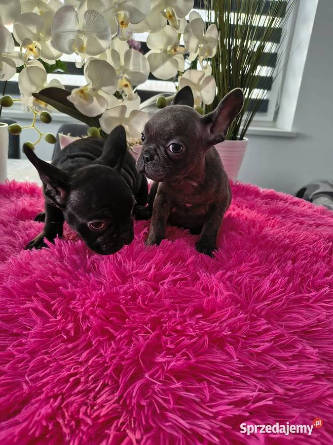 Buldogi francuskie niebieskie Buldog