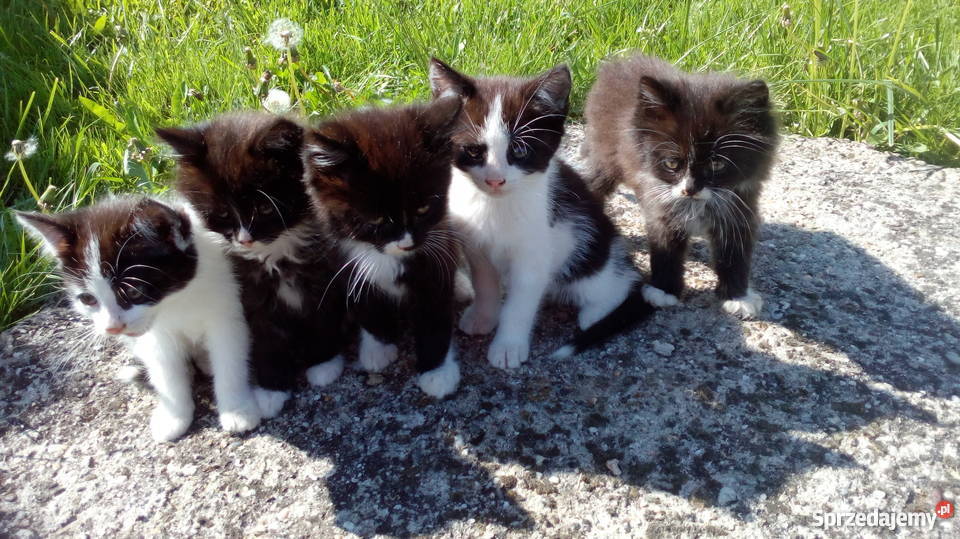 oddam małe kotki małą odpłatnością Ropczyce