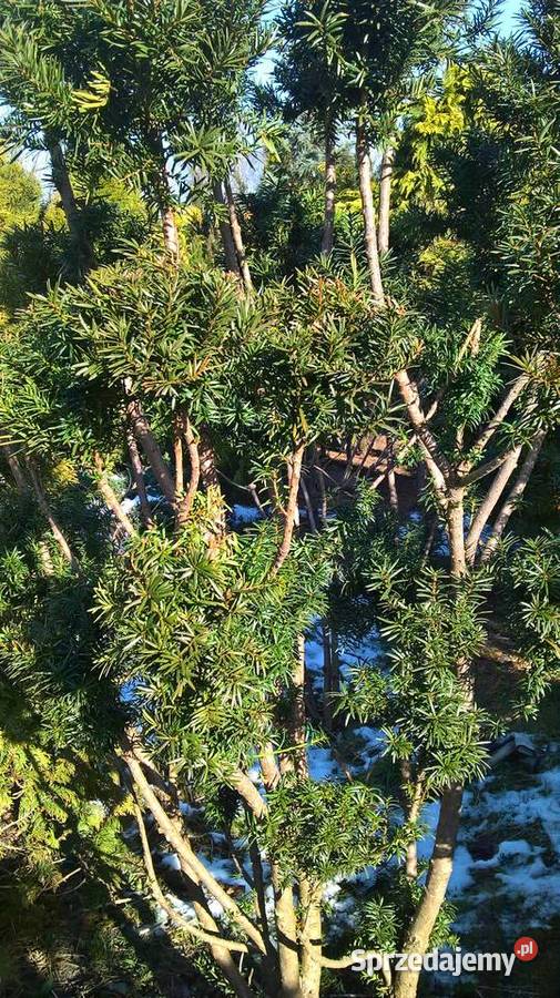 Krzewy formowane Strzyżone Ogrodowe Bonsai Mszczonów