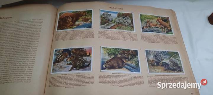 album z 1933 r Cuda świata zwierząt ssaki K26 Warszawa sprzedam