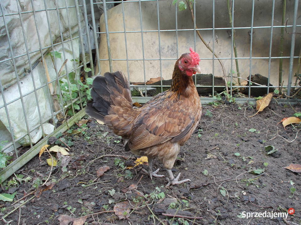 Liliputki złociste różyczkowe para kogut kura łódzkie sprzedam