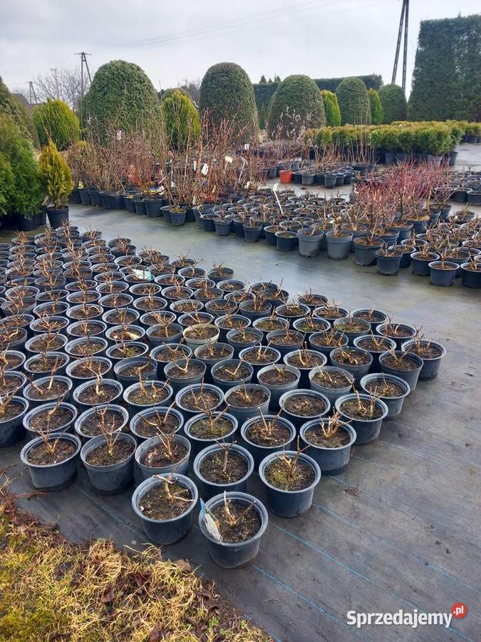 Wyprzedaż 9zltuja sznaragd 2 klasa Mogilno