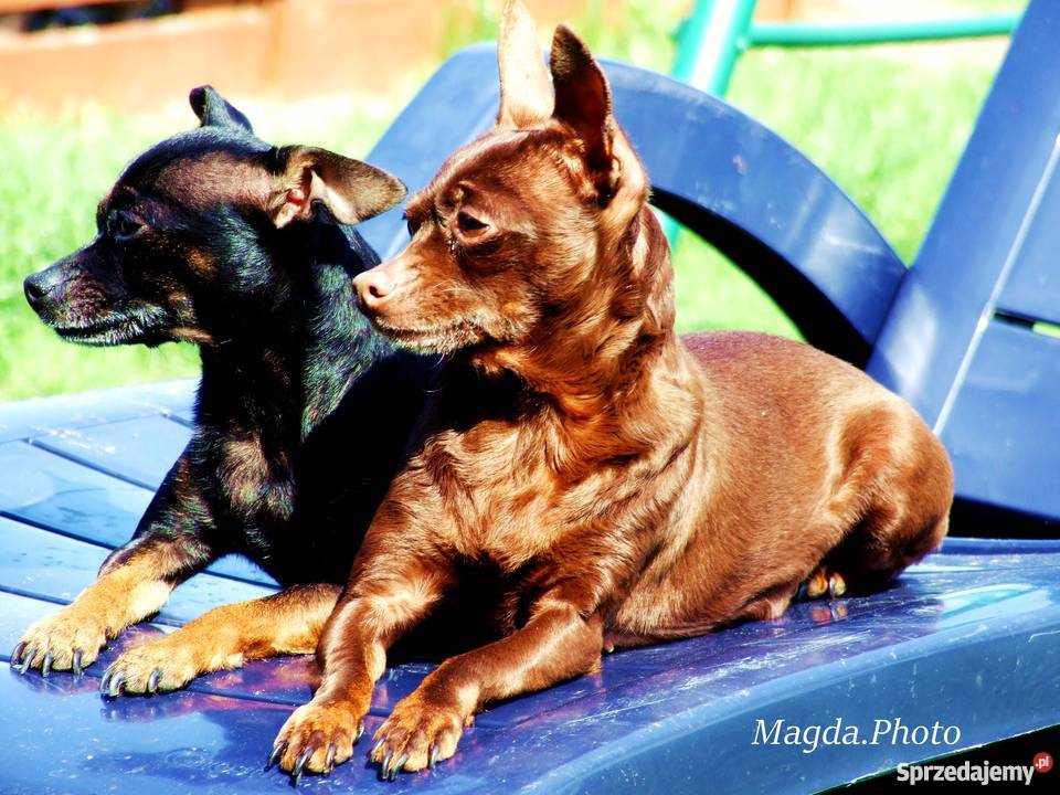 pieski ratlerki sarenka Lorenki