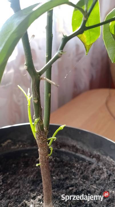 Dwie mandarynki sztuka 65 Czarzyzna