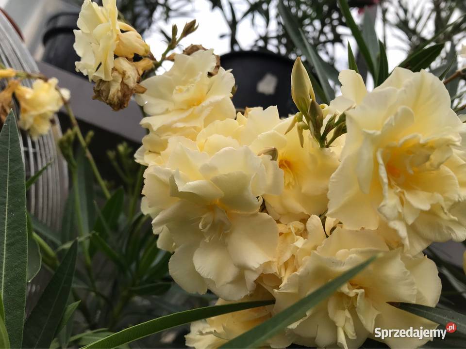 Oleander Rzozów