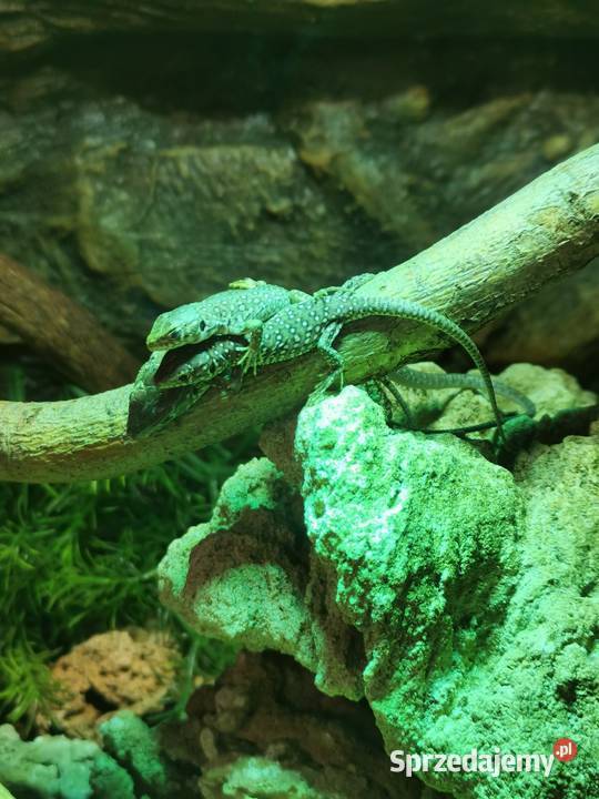 Jaszczurka perłowa Timon lepidus młode osobniki Kłodzko