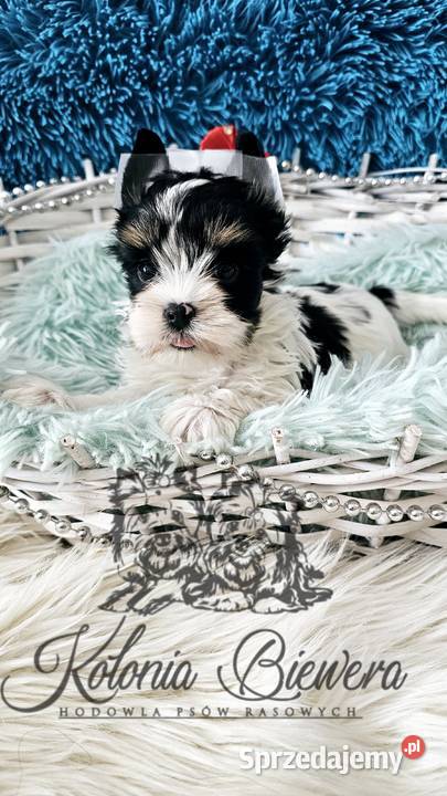 Yorkshire terrier piesek i sunia PASZPORT York łódzkie Sędziejowice