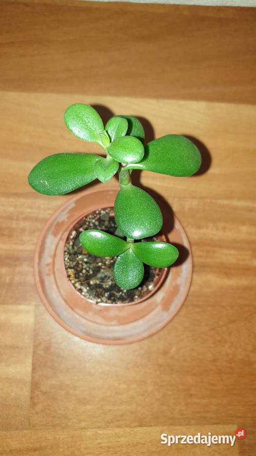 Grubosz crassula roślina rosnąca 1 Dom i Ogród
