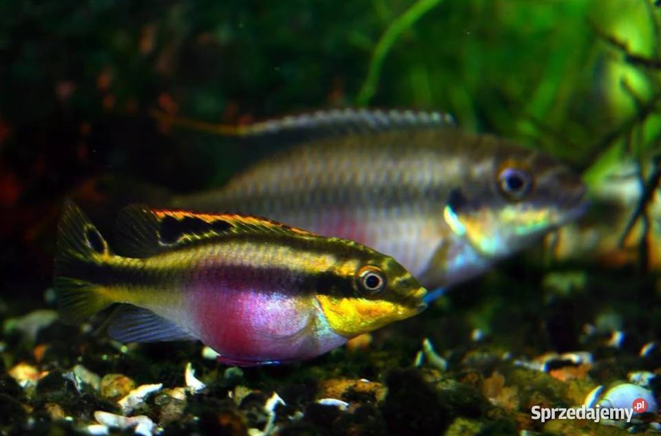 Barwniak czerwonobrzuchy Pelvicachromis pulcher Gdańsk