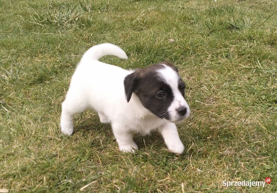 Jack Russell Terrier FCI ZKwP Wroclaw sprzedam