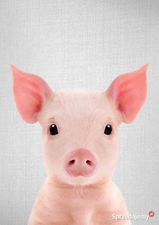 Prosie wypatroszeniu do pieczenia Rolnika Legionowo