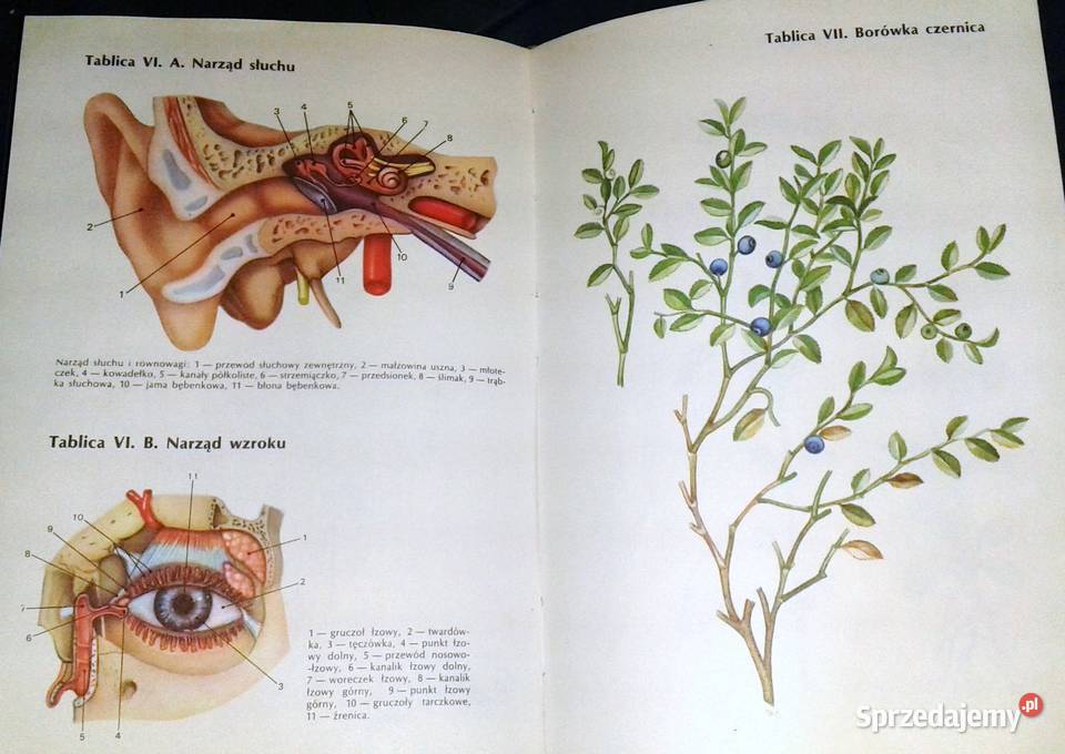 Encyklopedia zdrowia dziecka Opracowanie Chełm sprzedam