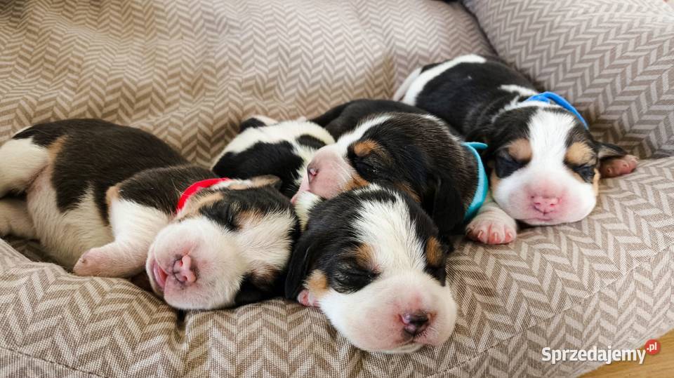 Szczeniaka Beagla możliwość rezerwacji Beagle podlaskie sprzedam