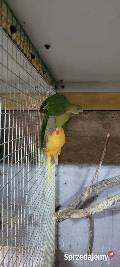 Aleksandretty 2025 Polanka Wielka