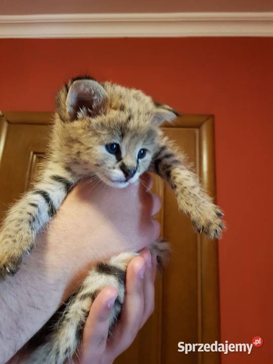 Serwale Afrykańskie Leptailurus serval młode Katowice
