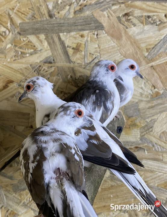 gołąbki gołąbek diamentowy Busko-Zdrój