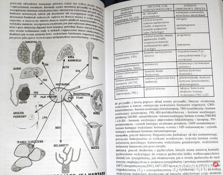 Ilustrowany słownik biologiczny E J Gorzelańczyk sprzedam