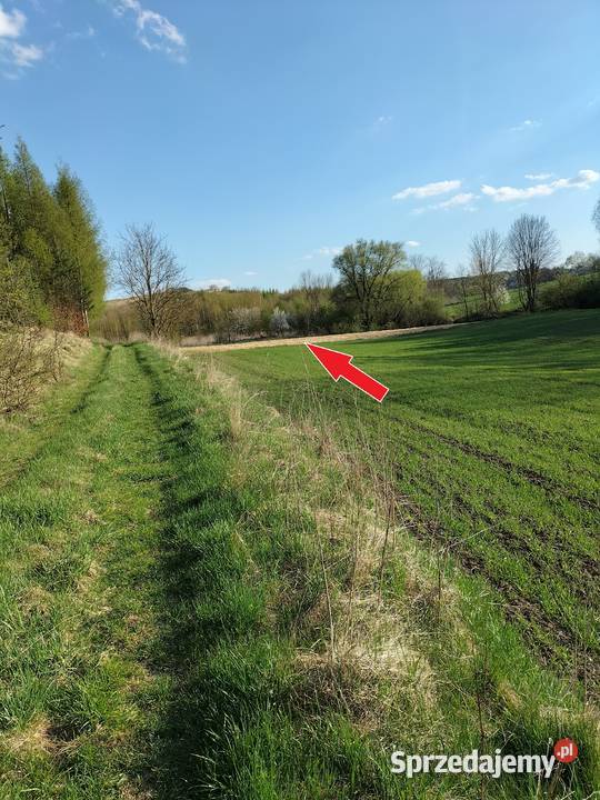 Pole z dojazdem 30ar Kościejów gm Racławice