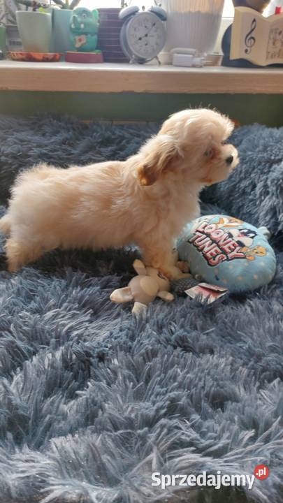 Maltipoo szczeniaczki suczki Ciechanów