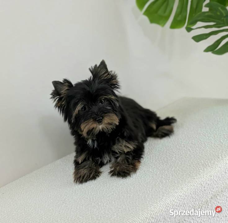 Piękny Black and Tan York Do odbioru Prześliczny Wrocław