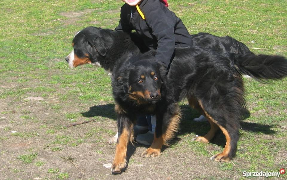 oddam szczeniaki w ręce łódzkie Bielawy