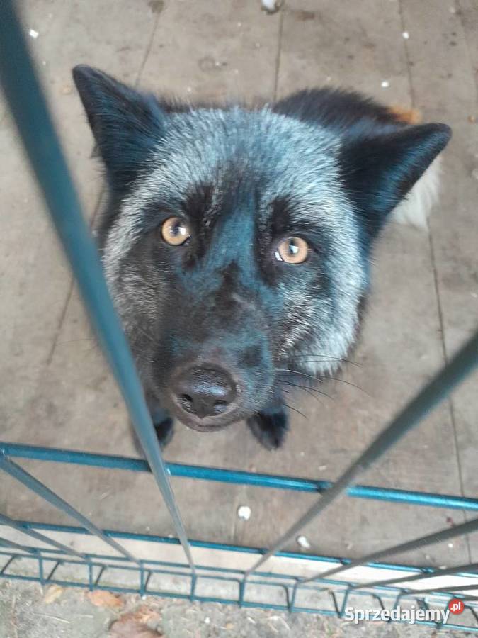 Lis europejski podkarpackie Nisko