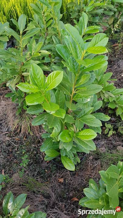 Laurowiśnia wschodnia na żywopłot w doniczkach Proszowice