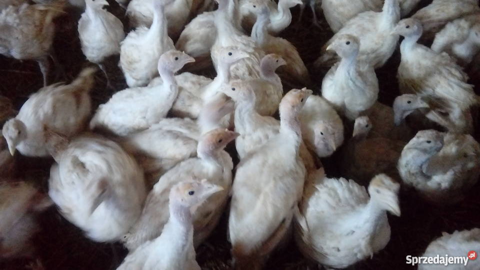 Indyki rasy mięsnej big 6 Żarówka