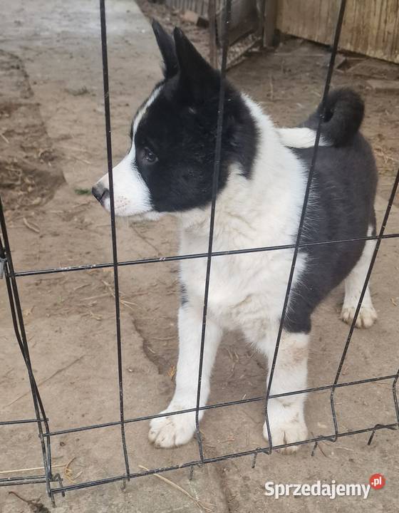 Karelski Pies na niedźwiedzie Turobin