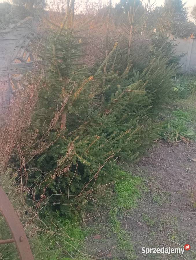 Świerki zielone Iglaste wielkopolskie Zagórów