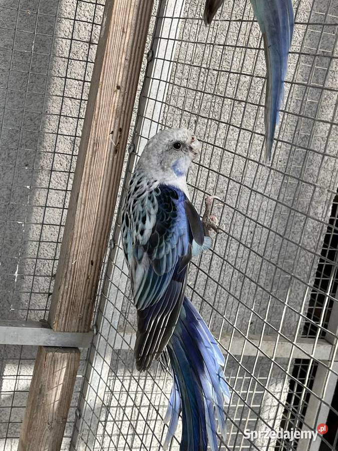 Rozelle białolice Ptaki Sośnicowice