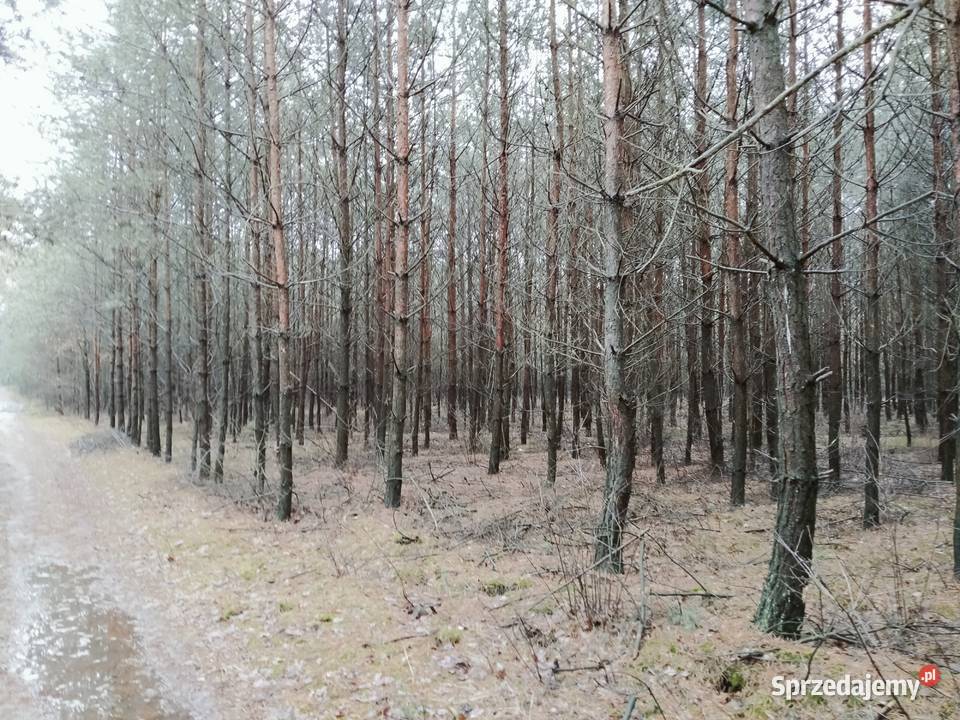 Las 295h Kierzenko gmina Kępno woj Wielkopolskie