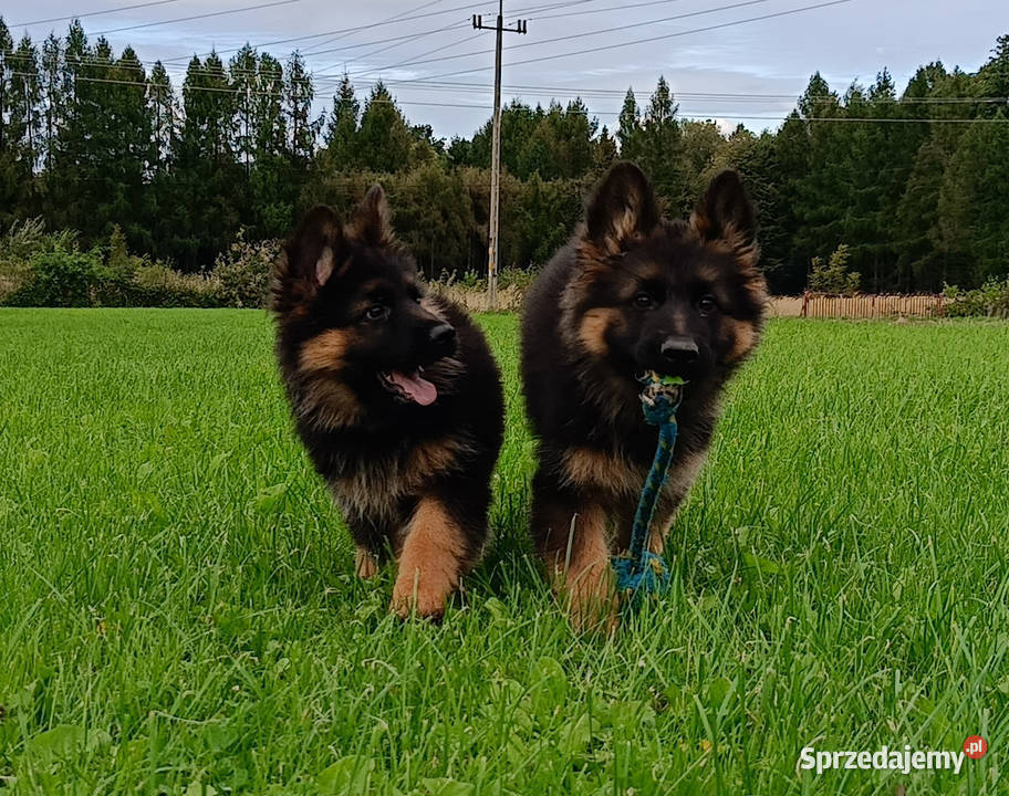 Owczarek niemiecki długowłosy SZCZENIĘTA FCI Owczarek Kozy sprzedam
