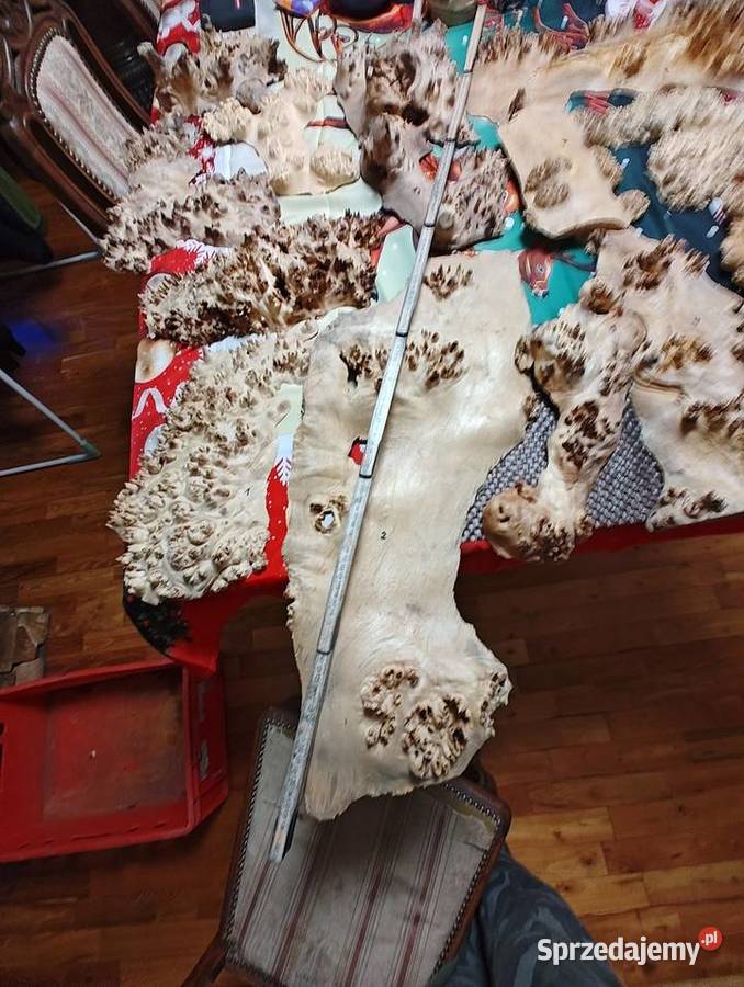 Topola Czeczota Nowy Tomyśl