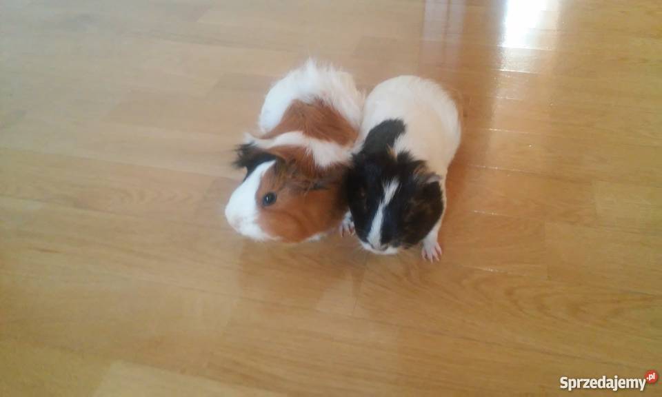 Oddam 2 świnki morskie 6 miesięczne Jeżeli razem Białystok