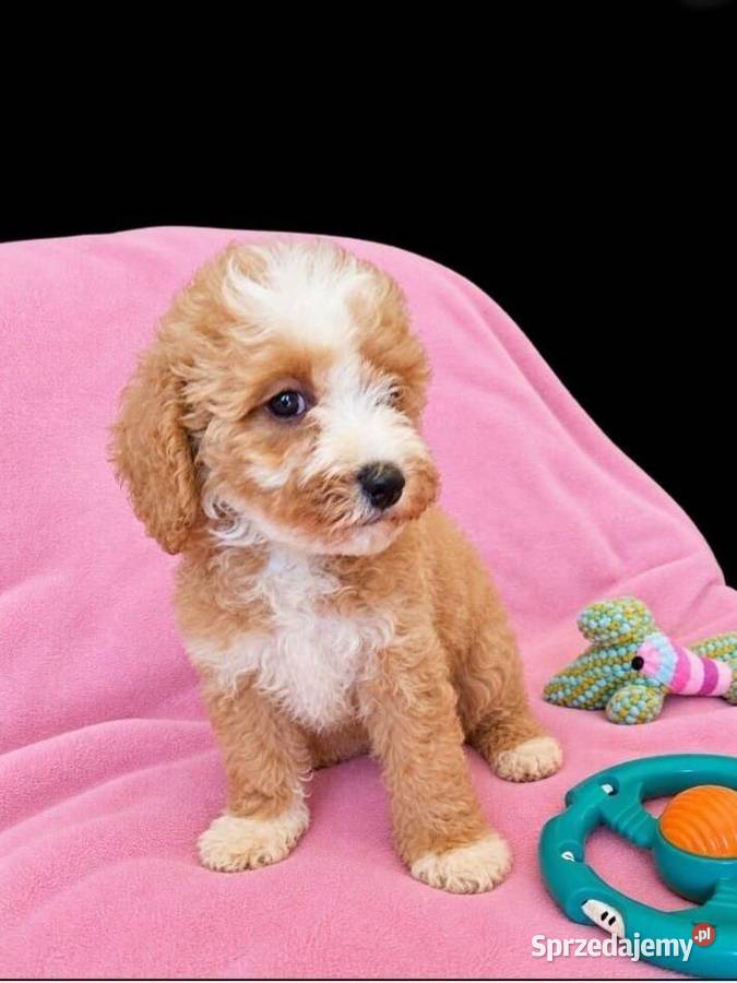 MALTIPOO suczka Poznań