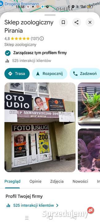 Żółw Lądowy Olsztyn Grecki Cites warmińsko-mazurskie