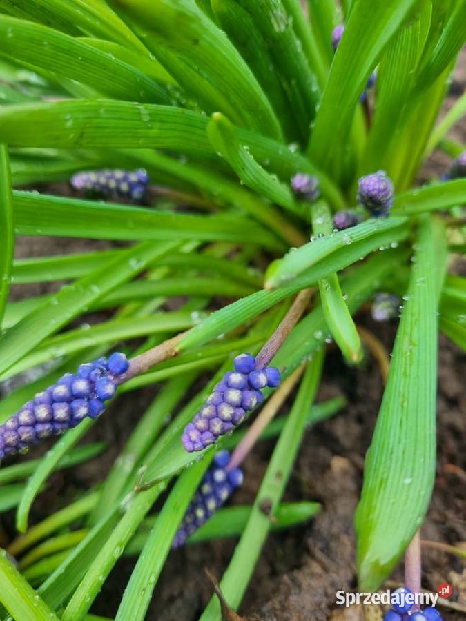 Szafirek szerokolistny sadzonki Lublin sprzedam