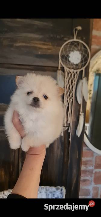 Pomeranian szpic miniaturowy szczeniaki suczki Szpic miniaturowy Zwierzęta podkarpackie sprzedam