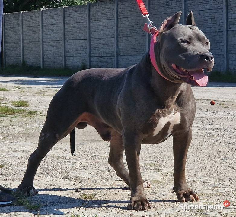 Piękne szczenięta Amstaff Blue Kępno