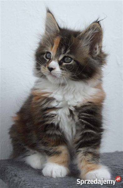 Kocięta Maine Coon z hodowli Honeyland Rybnik